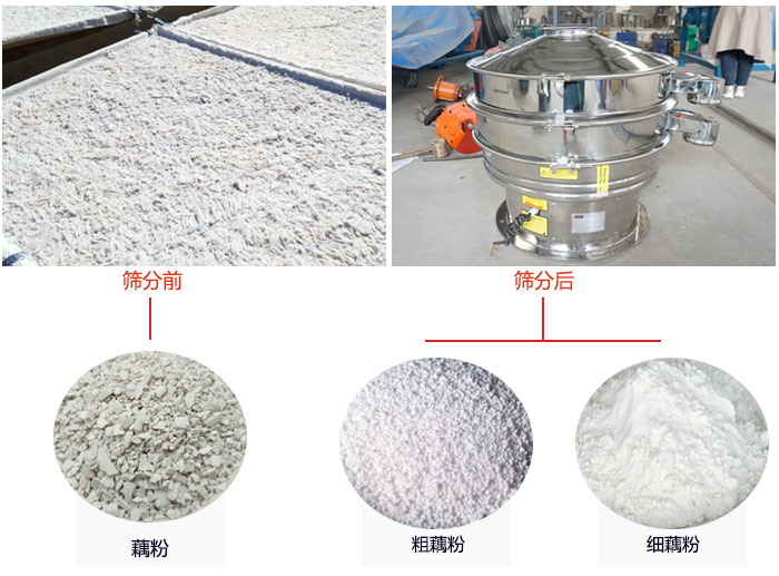 蓮藕淀粉曬干，采用304不銹鋼材質(zhì)藕粉振動(dòng)篩篩分后前后對(duì)比效果圖展示。